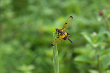 Male Common picture wing at rest