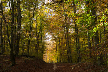 Fototapeta premium Herbstwald