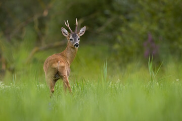 Obraz premium Roe deer, capreolus capreolus, observing on growing grass in summer nature. Antlered mammal looking to the camera on green field. Wild buck standing on meadow.