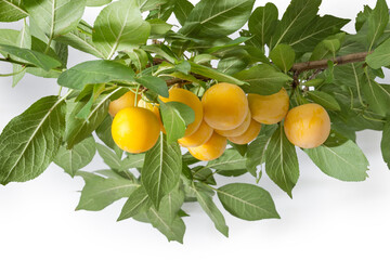 Yellow cherry-plums on branch with leaves close-up