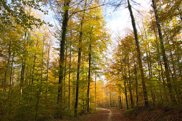 Fototapeta premium Herbstwald