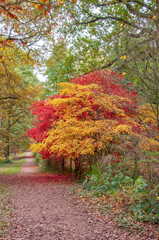 Autumn leaves in the park.