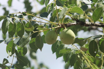 marula tree fruits in South Africa