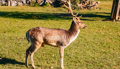 Beautiful Dama, fallow deer, on a sunny day in summer