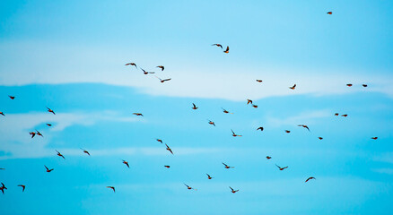 A flock of birds flies in the blue sky. Awakening of nature in spring, free flight.
