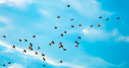 A flock of birds flies in the blue sky. Awakening of nature in spring, free flight. - Powered by Adobe