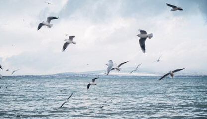 Many seagulls fly near the sea shore. In the background a mountain landscape.