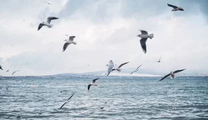 Zelfklevend Fotobehang Many seagulls fly near the sea shore. In the background a mountain landscape. © Alex Photo
