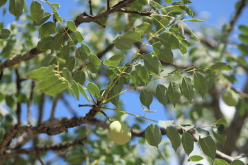 marula tree fruits in South Africa