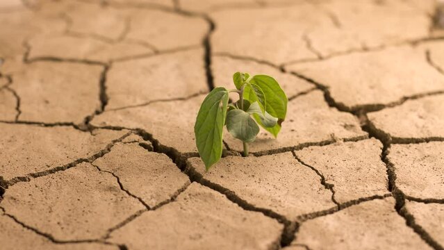 Climate change, Drought impact Green plant die on dry cracked earth. Water crisis and Global warming concept.