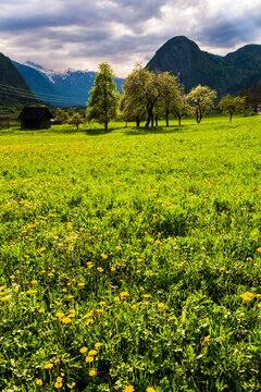 Typical Slovenia landscape between Lake Bled and Lake Bohinj, Triglav National Park, Julian Alps, Slovenia, Europe
