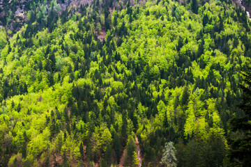 Alpine forest at Kranjska Gora, Juilan Alps, Triglav National Park, Upper Carniola, Slovenia