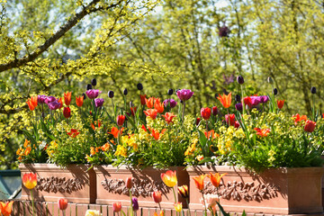 Tulpen in Balkonkästen