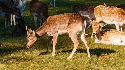 Beautiful Dama, fallow deer, on a sunny day in summer