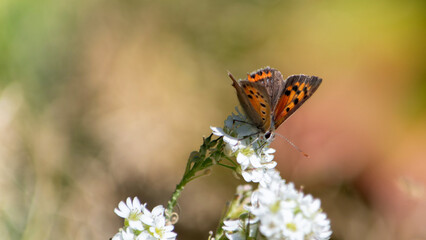 Motyl czerwończyk żarek samiec siedzi blisko na białych kwiatach na kolorowym tle - obrazy, fototapety, plakaty