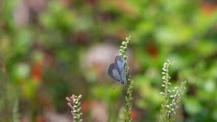 Mały motyl modraszek wieszczek siedzi blisko na wrzosie na kolorowym tle - obrazy, fototapety, plakaty
