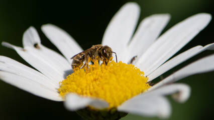 Pszczoła oblepiona pyłkiem zbiera nektar z białego kwiatu - obrazy, fototapety, plakaty