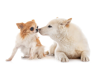 white shiba inu and chihuahua