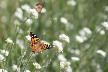Motyl rusałka osetnik z rozłożonymi skrzydłami siedzi na kwiatku na tle łąki z białymi...