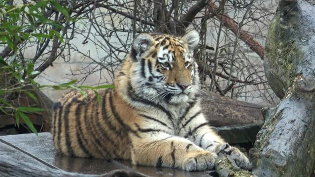 Young siberian tiger cub sitting
