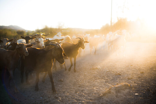 Goat Herder, Mojacar, Andalucia, Almeria, Spain
