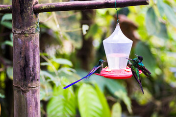 Hummingbirds at a hummingbird feeder at Mashpi Lodge, Choco Cloud Forest, Ecuador, South America