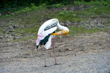 Painted Stork (Mycteria leucocephala) are in the waterfront foraging for food.