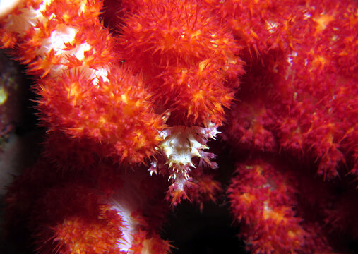 Candy Crab also known as Commensal Soft Coral Crab on Dendronephtya coral Cebu Philippines 