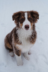 Aussie red tricolor is young dog with green eyes and white stripe on muzzle. Chocolate nose and smart eyes. Portrait of Australian Shepherd puppy in snowy winter close up.