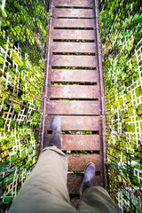 Amazon Rainforest Canopy Walk at Sacha Lodge, Coca, Ecuador, South America