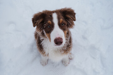 Aussie red tricolor is young dog with green eyes and white stripe on muzzle. Chocolate nose and smart eyes. Portrait of Australian Shepherd puppy in snowy winter close up.