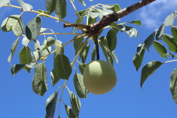 african marula tree fruits