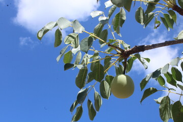 african marula tree fruits