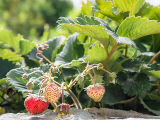 Ripe strawberry ready to be picked on the branch of a strawberry plant (Fragaria vesca) with other strawberries ripening on the plant