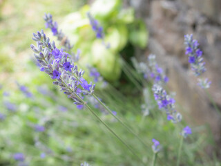 Macro view of gorgeous purple Lavender (Lavandula) flowers with their long stems forming a natural background in early spring