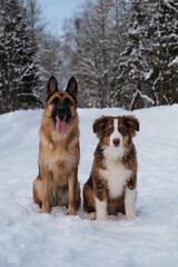 Two purebred dogs. Aussie red tricolor with funny shaggy ears. Portrait of Australian Shepherd puppy in snow next to German Shepherd on winter forest road. Mans best friends.