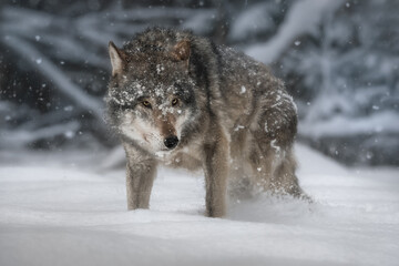 Full-length portrait of a seasoned gray wild wolf (lupus). The wolf stands in an aggressive pose in a snowy forest in a snowfall and looks directly into the camera. Wildlife. Trophy.