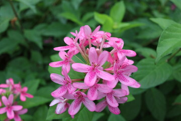 Bright light pink flowers of Pink Ruspolia, Prickly Bush or Ruddy Rose sre blooming on branch and blur green leaves background.