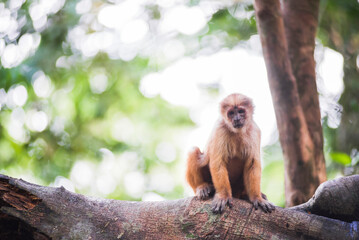 Fototapeta premium White fronted Capuchin Monkey (Cebus albifrons), Monkey Island (Isla de los Monos), Tambopata National Reserve, Peru, South America