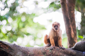 White fronted Capuchin Monkey (Cebus albifrons), Monkey Island (Isla de los Monos), Tambopata...