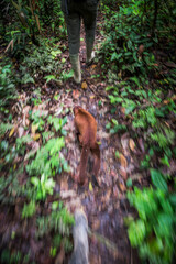 Walking in Amazon Jungle with Red Howler Monkey, Tambopata National Reserve, Peru, South America