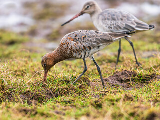 Black-tailed Godwit, Limosa limosa in environment