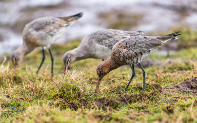 Black-tailed Godwit, Limosa limosa in environment