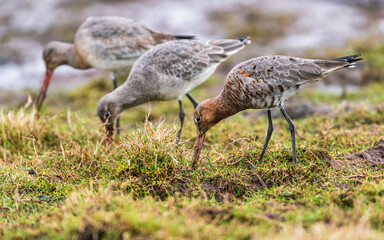 Black-tailed Godwit, Limosa limosa in environment