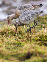 Black-tailed Godwit, Limosa limosa in environment