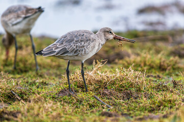 Black-tailed Godwit, Limosa limosa in environment