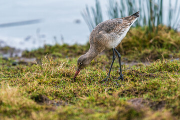 Black-tailed Godwit, Limosa limosa in environment