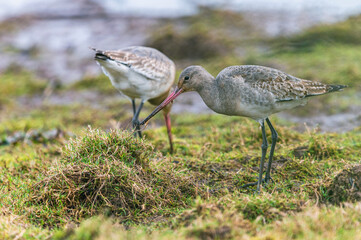 Black-tailed Godwit, Limosa limosa in environment