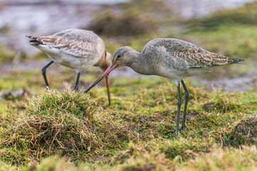 Black-tailed Godwit, Limosa limosa in environment