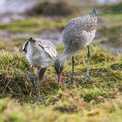 Black-tailed Godwit, Limosa limosa in environment